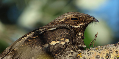 European
                Nightjar