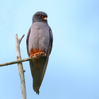 Red-footed falcon