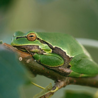 European tree frog