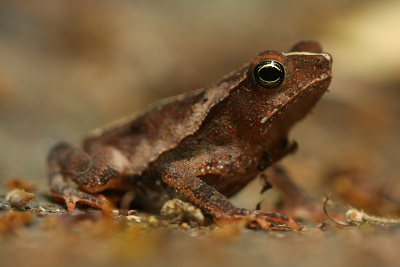 Rhinella
              margaritifera