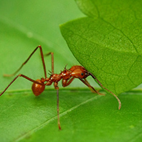 Leafcutter-ant