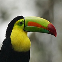 Keel-billed_Toucan