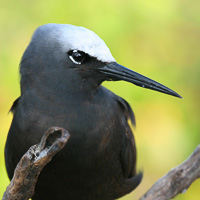 White-capped Noddy