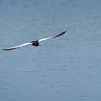 White-winged tern