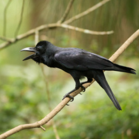 Jungle crow