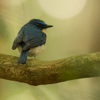 Tickell's blue flycatcher