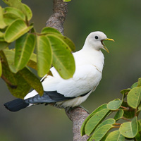 Torresian Imperial-pigeon