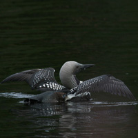 Black-throated Loons