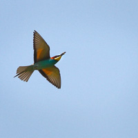 European Bee-eaters