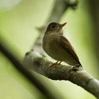 Brown-breasted flycatcher