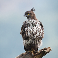 Crested hawk-eagle
