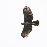 Crested hawk-eagle