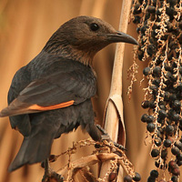 Tristram's starling