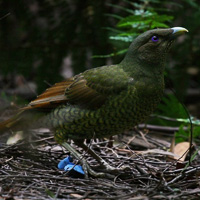 Satin bowerbird