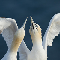 Northern gannets
