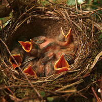 Mistle thrush nest