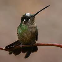 un-ID'ed hummingbird