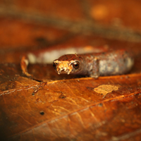 Mushroomtongue salamander