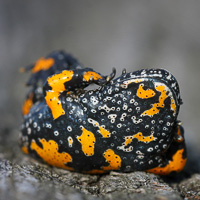 Fire-bellied toad