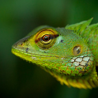 Green forest lizard