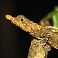 Leaf-nosed lizard
