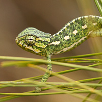 Mediterranean Chameleon