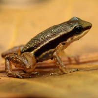 Rainforest rocket frog