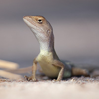 Diporiphora lizard