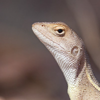Diporiphora lizard