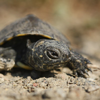 European pond tortoise