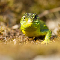 Western green lizard