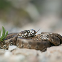 Viperine snake