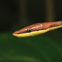 Brown vine snake