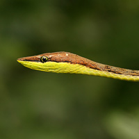 Brown vine snake