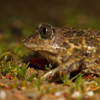 Western Spadefoot toad