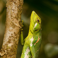 Forest Iguana