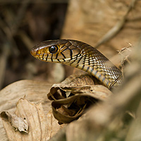 Asian rat snake