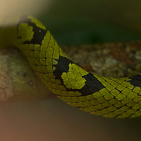 Sri Lankan Pitviper