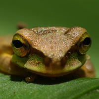 Unidentified frog