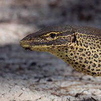 Gould's sand monitor