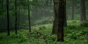 Kyjov forest