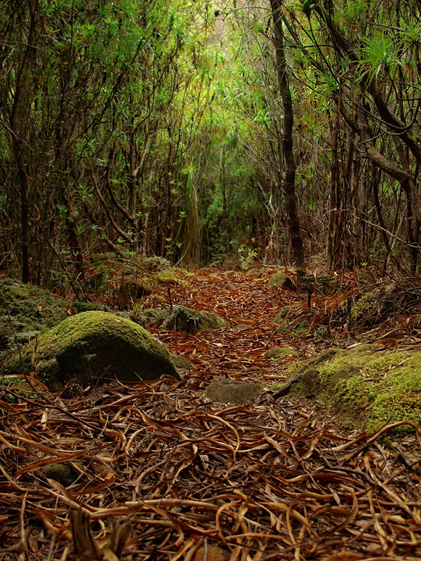 Tasmanian Forest