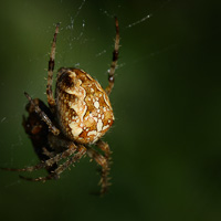 European Garden spider
