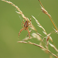 European Garden spider