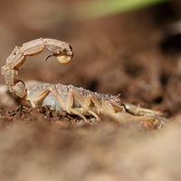 Buthid scorpion