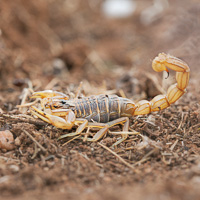 Buthid scorpion