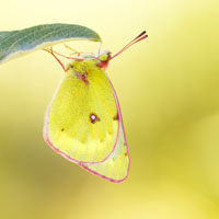 Mountain clouded yellow