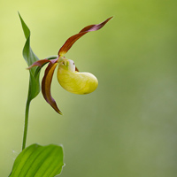 Lady's-slipper orchid