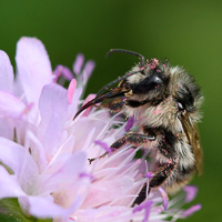 Apid bee