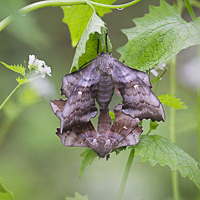 Poplar Hawk-moths